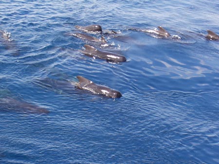 pilot_whales1
