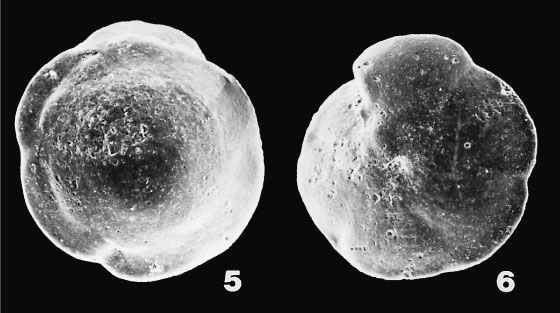 Plate 1. 1-3. Oridorsalis umbonatus (Reuss). Sample 161-975B-33X-2, 0-2 cm.  4. Nonion sp. Sample 161-974B-21X-2, 108-110 cm. 5, 6. Oridorsalis  stellatus (Silvestri). Sample 161-975B-33X-2, 0-2 cm. 7. Dentalina  filiformis (d'Orbigny). Sample 161-974B-22X-1