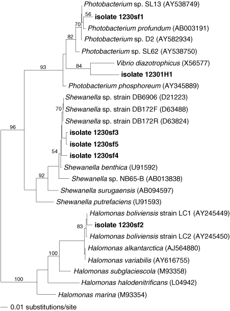 Maximum likelihood phylogenetic tree constructed from the nucleotide
